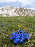 Fiori di montagna di colore blu elettrico