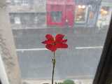 Un fiore rosso sulla finestra osserva la neve che imbianca le strade di Edimburgo