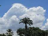 Un palma nelle nuvole, sotto il cielo tropicale di Zanzibar