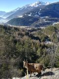 Una capra di montagna si gode il sole