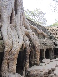 Un albero che ha inghiottito un monumento di Tà Prohm