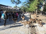 Città di Nara è le sue bellezze