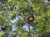 Pipistrelli appesi ai rami di un albero