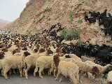 Le pecore e le capre hanno invaso la strada