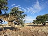 L'albero con un enorme nido