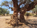 L'albero