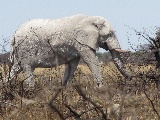 Elefante bianco