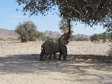 Elefanti del deserto