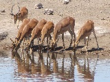 Gazzelle