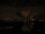 Rinoceronte di notte