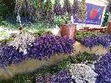 Mazzi di lavanda in vendita