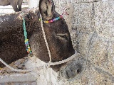 Asino è l'animale simbolo di Santorini