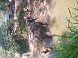 Elefante si sta rinfrescando