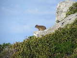 Un animaletto su una roccia prende il sole