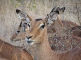 L'antilope della specie Steenbok