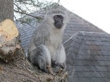 Un babbuino nel Resort Forever