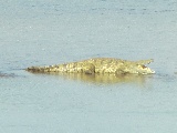 Cocodrillo sulla sponda del fiume