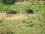Due ippopotami pascolano