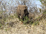 Elefante con il suo cucciolo