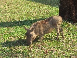 Uno degli animali più buffi della savana è sicuramente il facocero