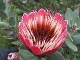 Foto macro di un fiore rosso bianco