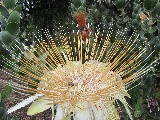 Uno dei numerosi fiori presenti nel parco