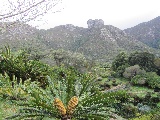 Giardino botanico Kirstenbosch