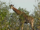 Giraffa si nasconde dietro un albero