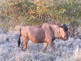 Secondo me, il gnu è l'animale più brutto dell'Africa