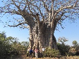 Ci vorrebbero una decina di persone per circondare questo grande baobab