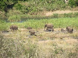 Gruppo di elefanti vicino al fiume