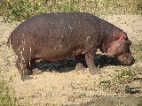 Un ippopotamo con le tracce di molte battaglie che ha combattuto