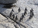 Un gruppo di pinguini di Sudafrica fanno quattro passi