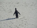 Un pinguino al Boulders beach