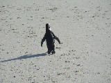 Un pinguino al Boulders beach
