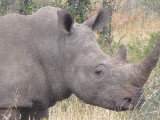 Rinoceronte bianco ripreso con lo zoom