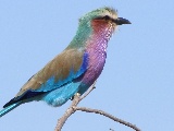 Un uccello molto colorato
