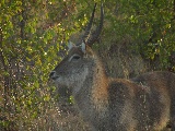 Waterbok è una delle tante variazioni delle antilopi