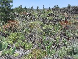 Nel parco nazionale Teide la vegetazione vulcanica è molto bella