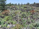 Nel parco nazionale Teide la vegetazione vulcanica è molto bella