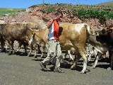 Viaggiando verso Kars abbiamo incontrato le vacche per la strada