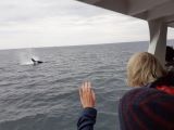 Coda di balena in vista dopo la sua immersione