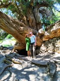 Noi e l'albero