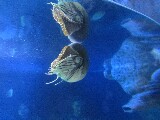 Nautilus è un mollusco