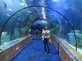 Tunnel sottomarino nell'Oceanografic di Valencia