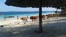 Zebù in spiaggia a Nungwi